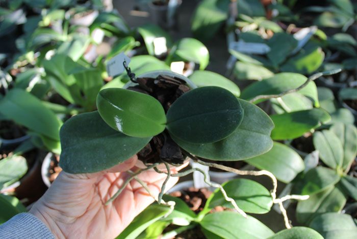 Phalaenopsis bellina 'blue'.jpg