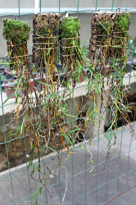 Dendrobium falconeri.jpg