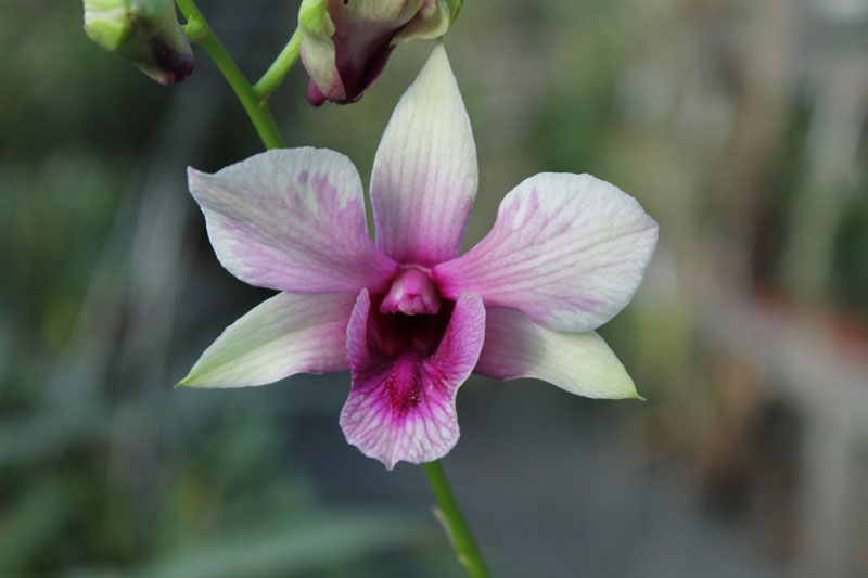 Dendrobium Rainbow Fantasy.jpg
