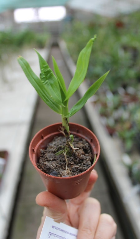 Epidendrum ilense.jpg