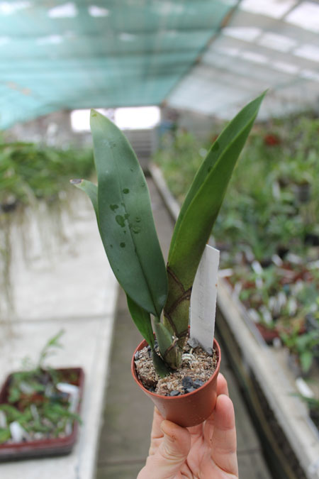 Trichopilia marginata.jpg