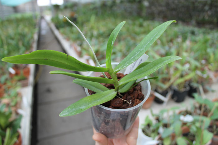 Thrixspermum leucarachne.jpg