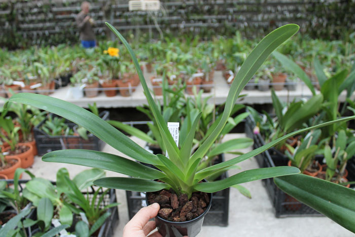 Paphiopedilum St Swithin (philippinense x rothschildianum).jpg