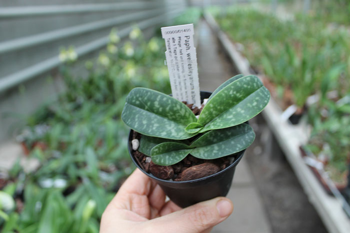 Paphiopedilum wellesleyanum album x Iratsume album.jpg