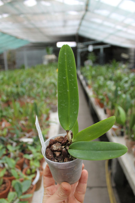 Laeliocattleya Daniris La Tuilerie.jpg