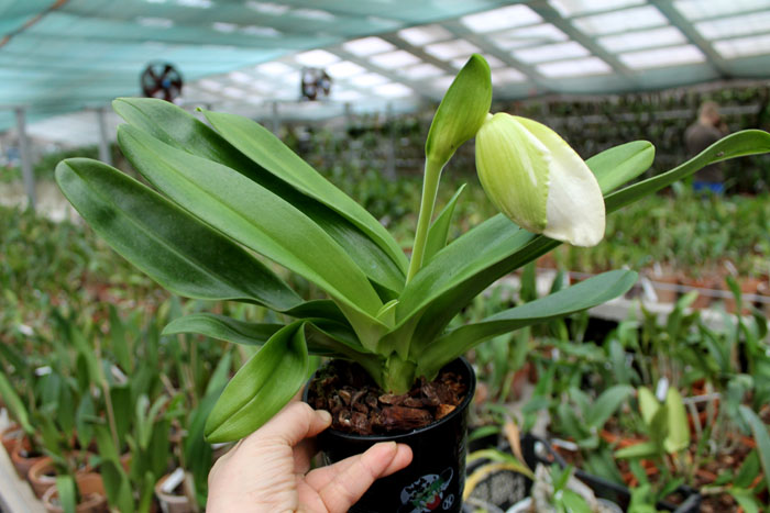 Paphiopedilum Sorcerer's Stone.jpg