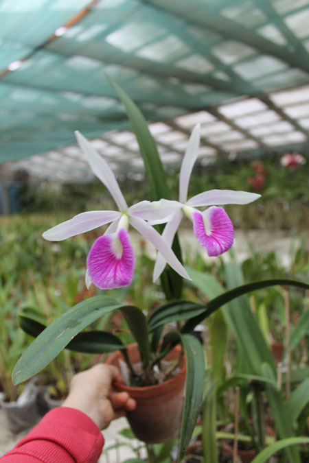 Brassolaelia Morning Glory 'Valentine Kiss'.jpg