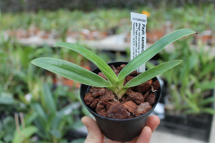 Paphiopedilum sanderianum.jpg