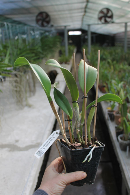 Brassolaeliocattleya Mystic Isles 'Island Mystic' x Brassocattleya Golf Green 'Hair Pig'.jpg