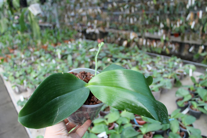 Phalaenopsis tetraspis x gigantea.jpg