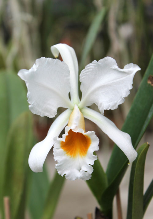 Cattleya percivaliana carnea.jpg