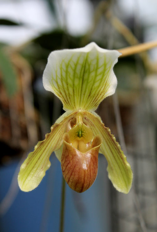 Paphiopedilum helenae x fairrieanum.jpg