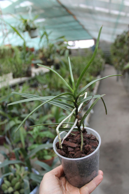 Ascocentrum christensonianum.jpg