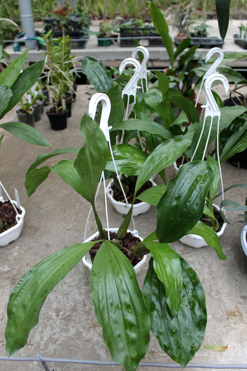 Coelogyne rochussenii.jpg