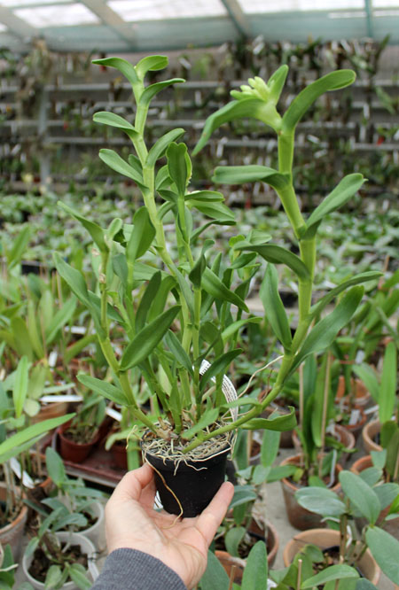 Epidendrum difforme white.jpg
