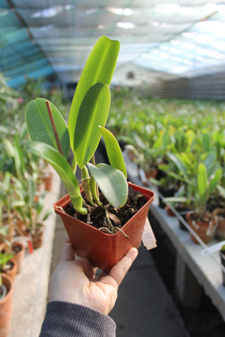 Cattleya warneri coerulescens 'J Dias de Castro' x SELF.jpg