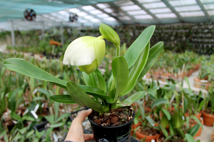 Paphiopedilum Sorcerer's Stone.jpg