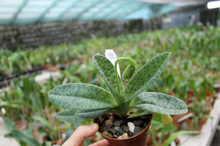 Paphiopedilum venustum alba.jpg