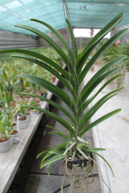 Vanda tessellata x Gordon Dillon.jpg