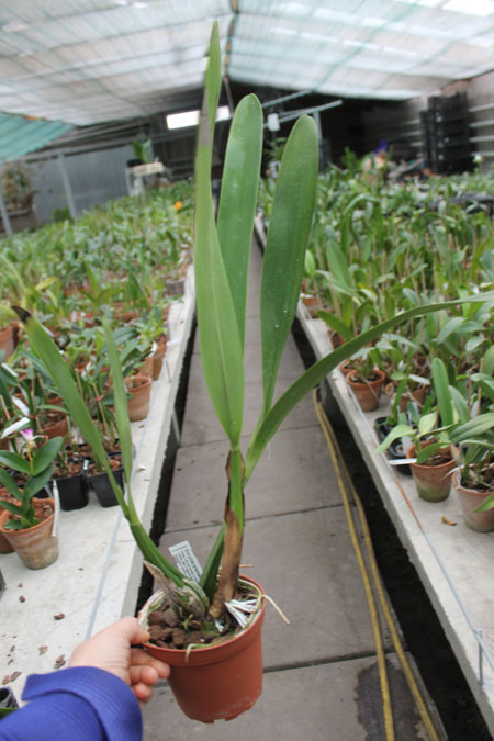 Encyclia prismatocarpum.jpg