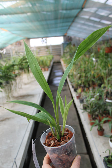 Houllinia (Houlletia odoratissima x Paphinia neudeckeri).jpg