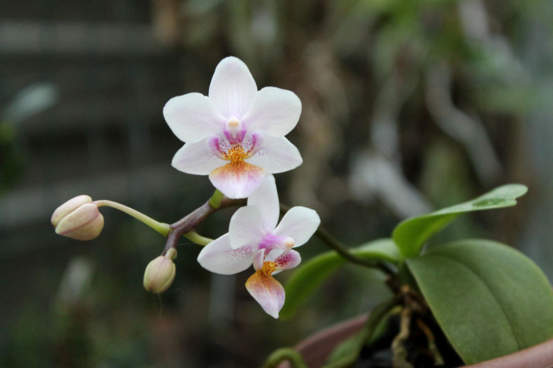 Phalaenopsis Liu's Rainbow.jpg