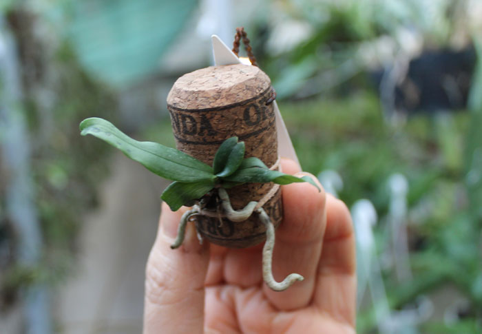 Aerangis rhodosticta.jpg