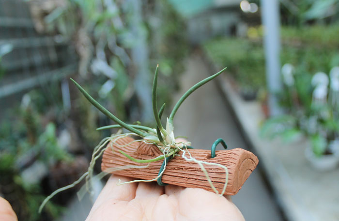 Capanemia superflua.jpg