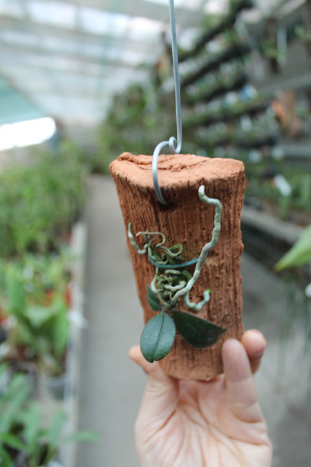 Aerangis fuscata.jpg