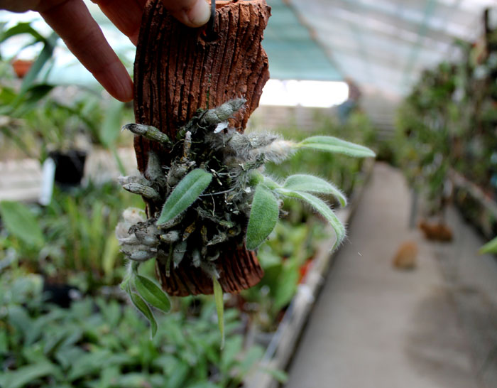 Dendrobium senile.jpg