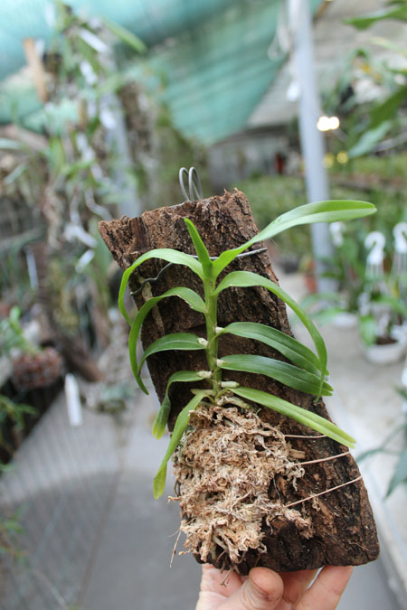 Angraecum germinyanum.jpg