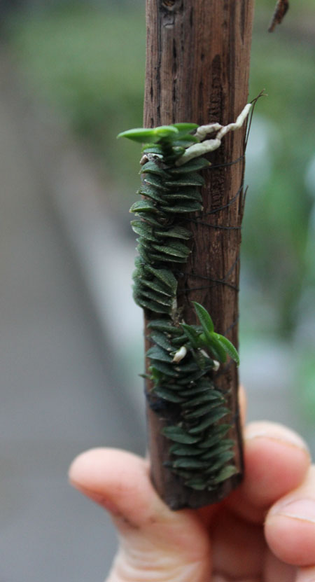 Schoenorchis scolopendria.jpg