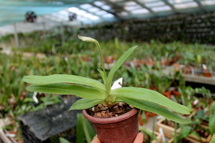 Paphiopedilum fairrieanum.jpg