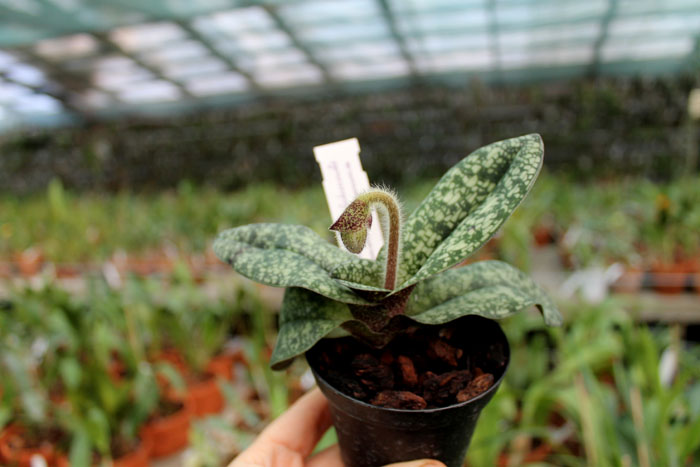 Paphiopedilum delenatii.jpg