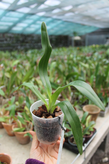 Paphiopedilum Mercatelii (stonei x lowii).jpg