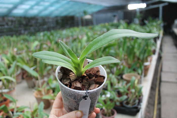 Paphiopedilum lowii.jpg