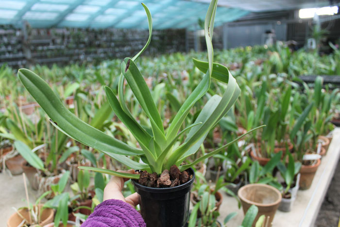 Paphiopedilum St Swithin (philippinense x rothschildianum).jpg