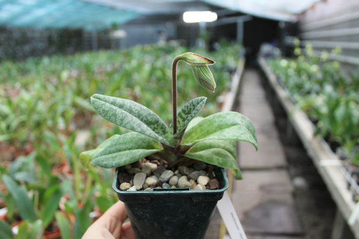 Paphiopedilum venustum.jpg