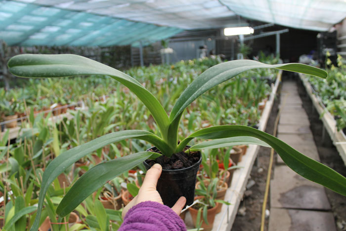 Paphiopedilum Julius Orchidfactory (rothschildianum x lowii).jpg