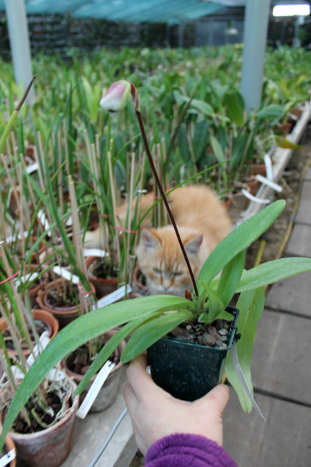 Paphiopedilum spicerianum.jpg