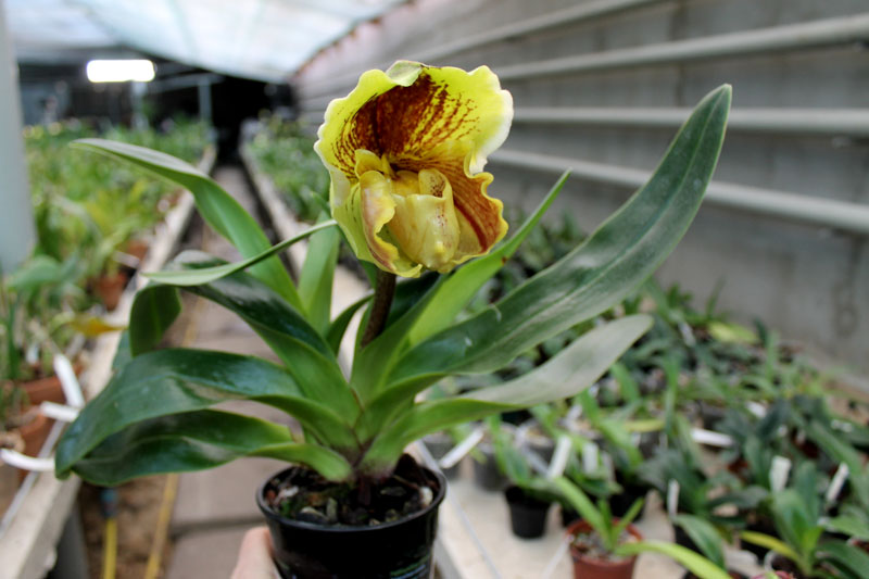 Paphiopedilum Lippewunder hybrid.jpg