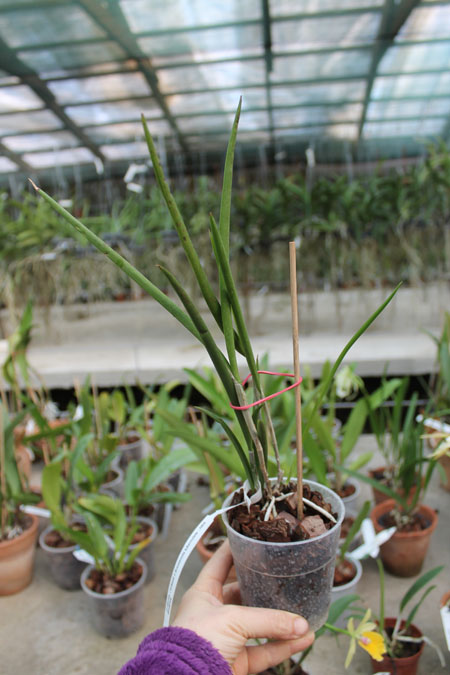 Cattleya forbesii x Brassavola tuberculata.jpg