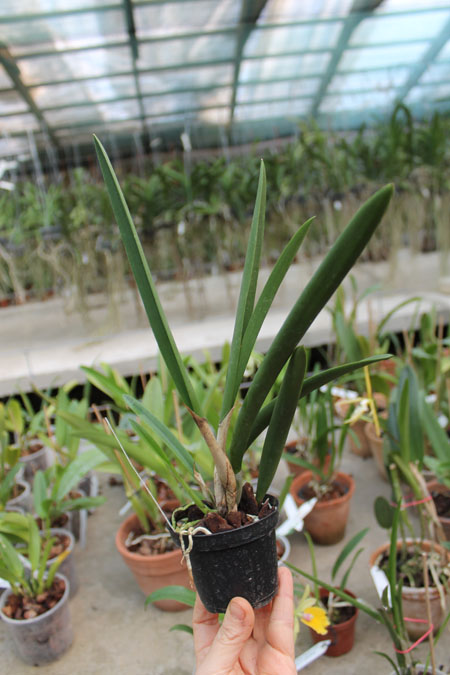 Kirchara Jairak Kiss Spot Lip.jpg