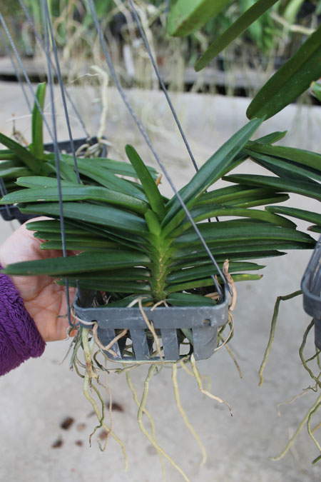 Ascocentrum miniatum.jpg