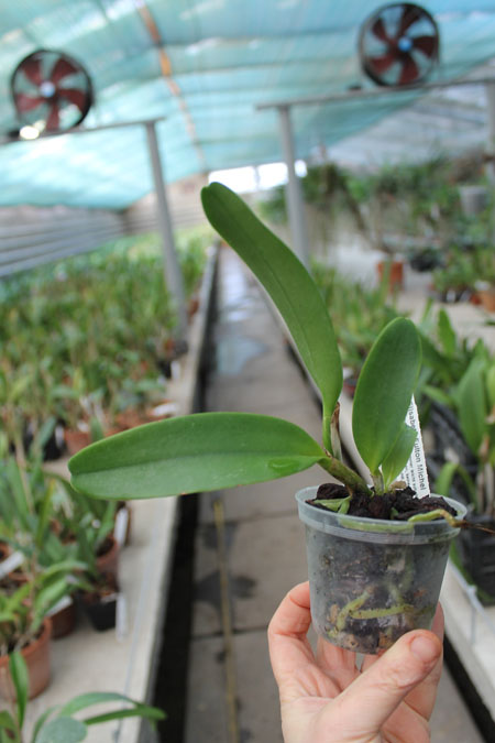 Laeliocattleya Daniris La Tuilerie.jpg