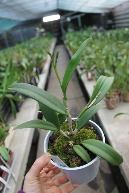 Brassocattleya Binosa 'Wabash Valley'.jpg
