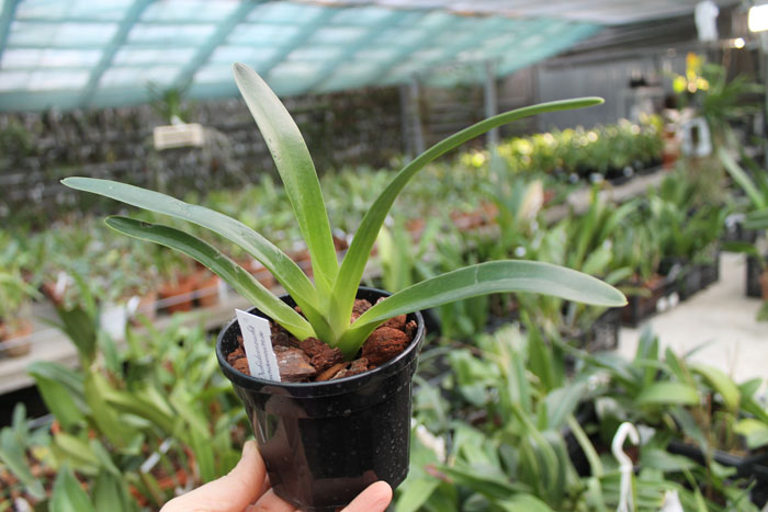Paphiopedilum philippinense Doll.jpg