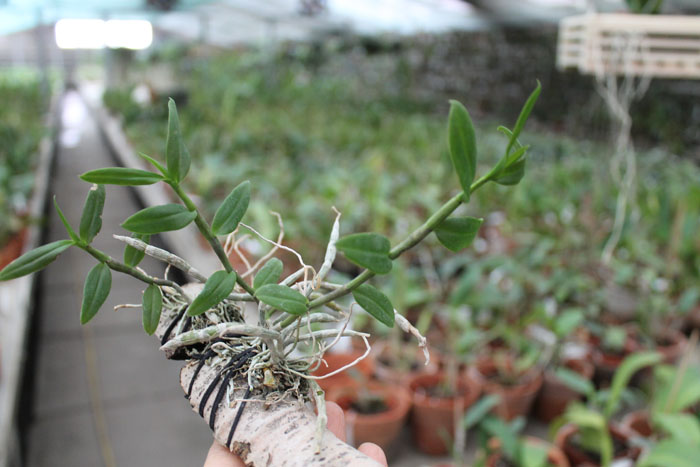 Dendrobium pierardii.jpg