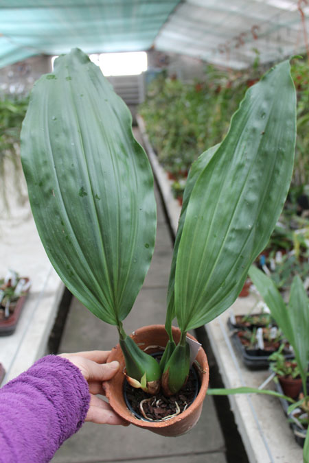 Coelogyne salmonicolor x usitana.jpg