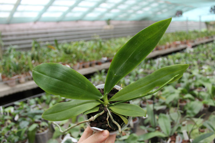 Phalaenopsis Chienlung Corningosa.jpg